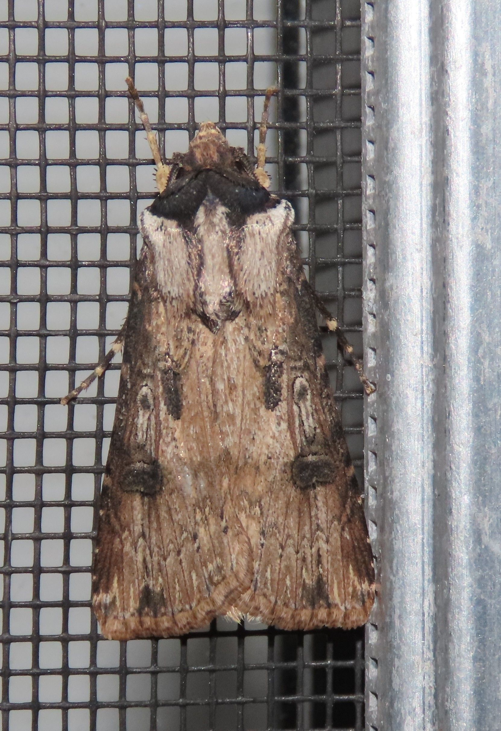 A moth is sitting on a screen door.