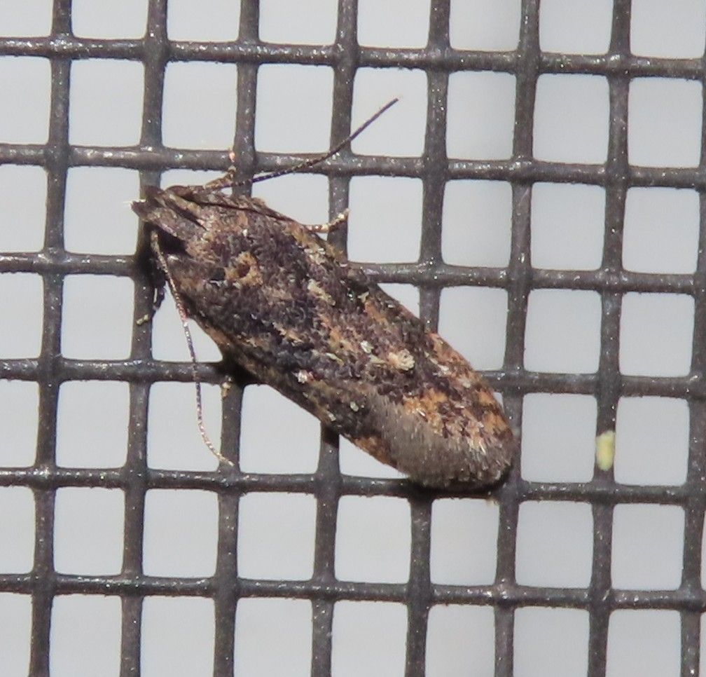 A close up of a moth on a screen