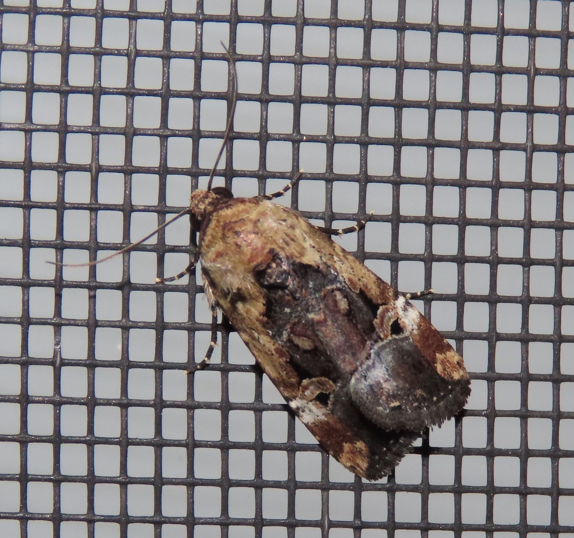 A close up of a moth on a screen