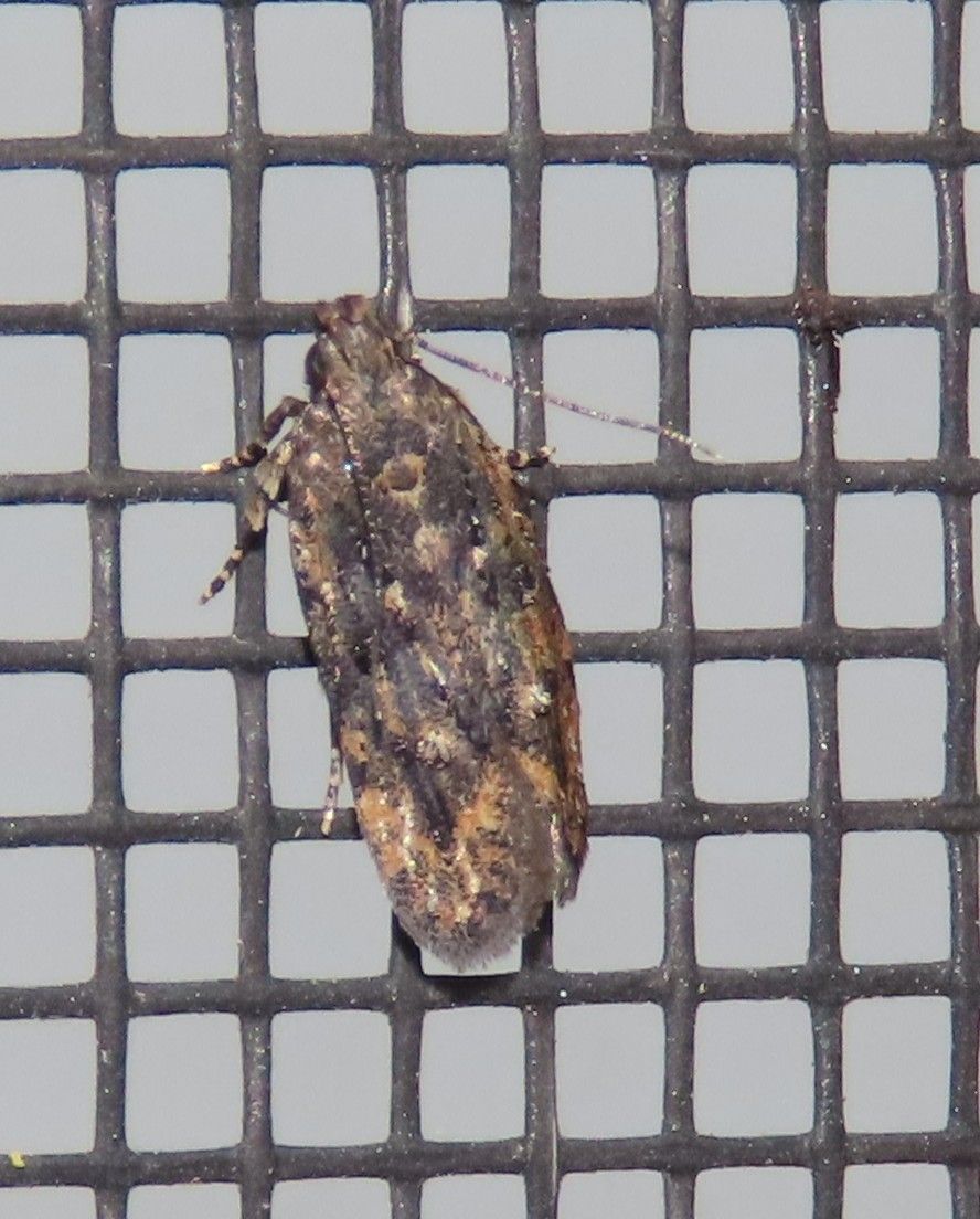 A close up of a moth on a screen