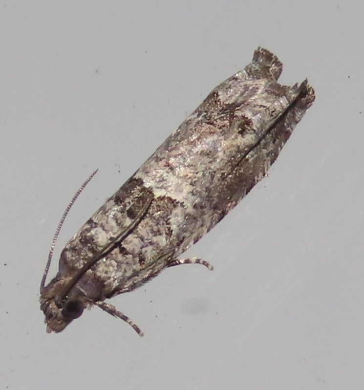 Tortrids Pyralids & Button Moths