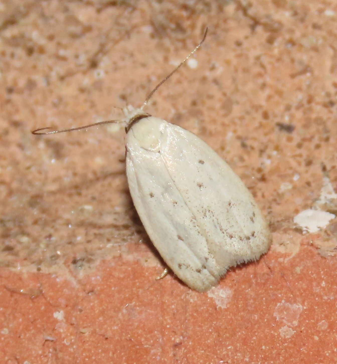 A white moth is sitting on a brick wall.