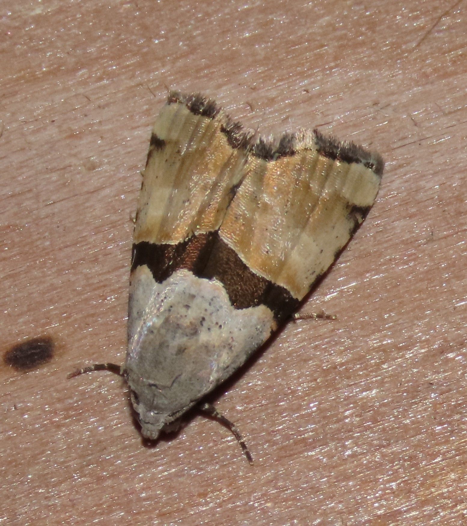 A close up of a moth on a wooden surface