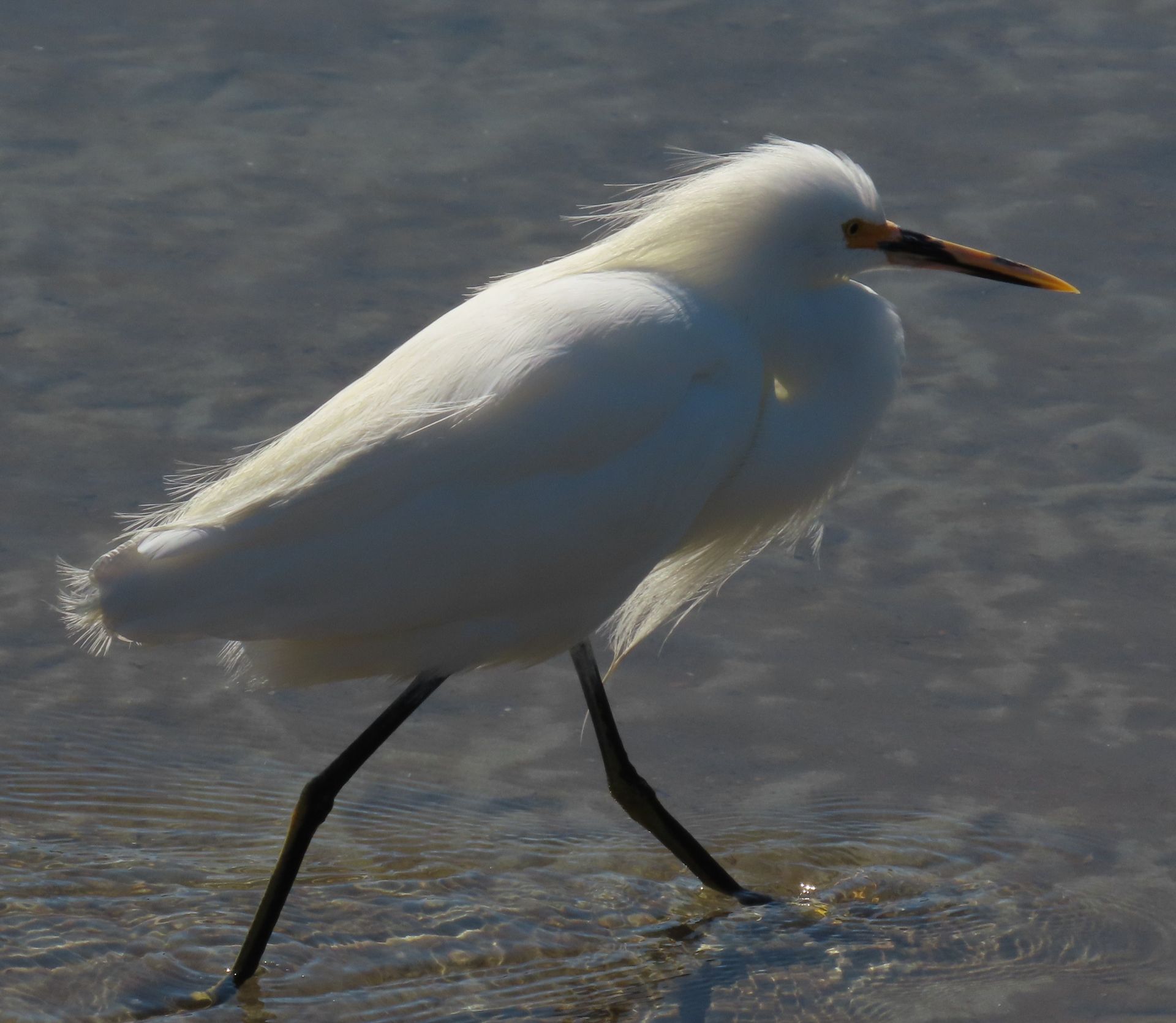 A white bird with a long beak is walking in the water