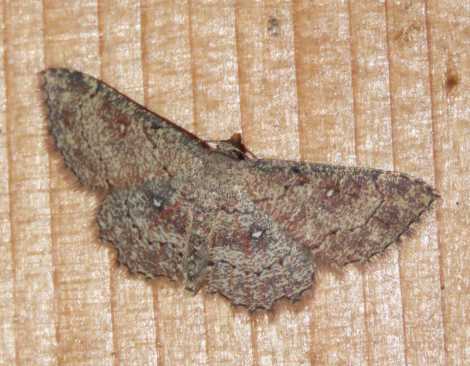 A moth is sitting on a piece of wood.