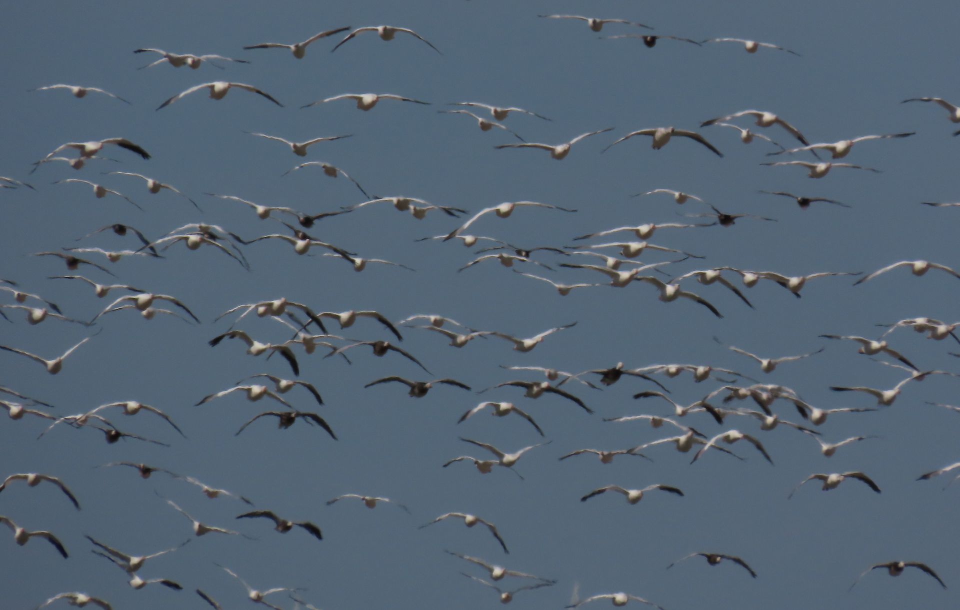 A flock of birds flying in a blue sky
