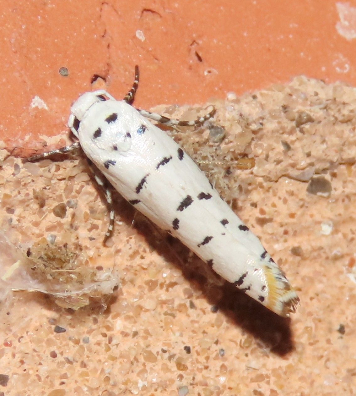 A white moth with black spots is sitting on a rock