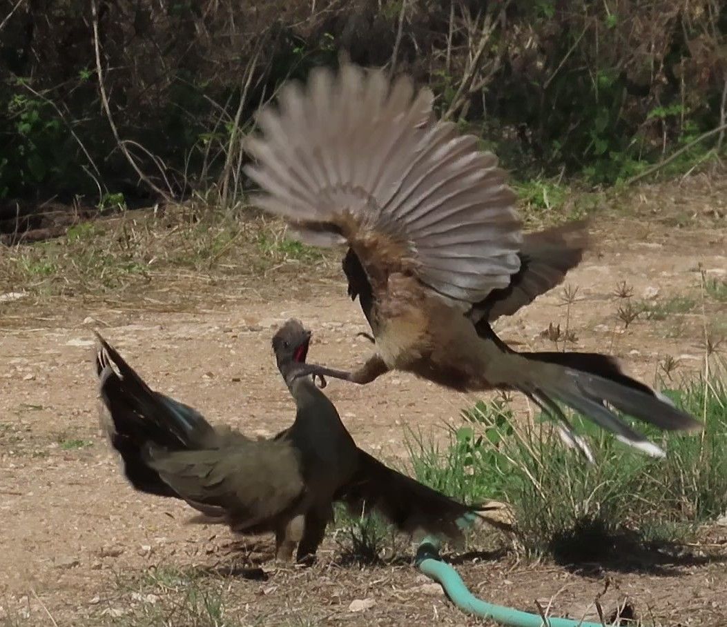 Two birds are fighting in the dirt near a green hose