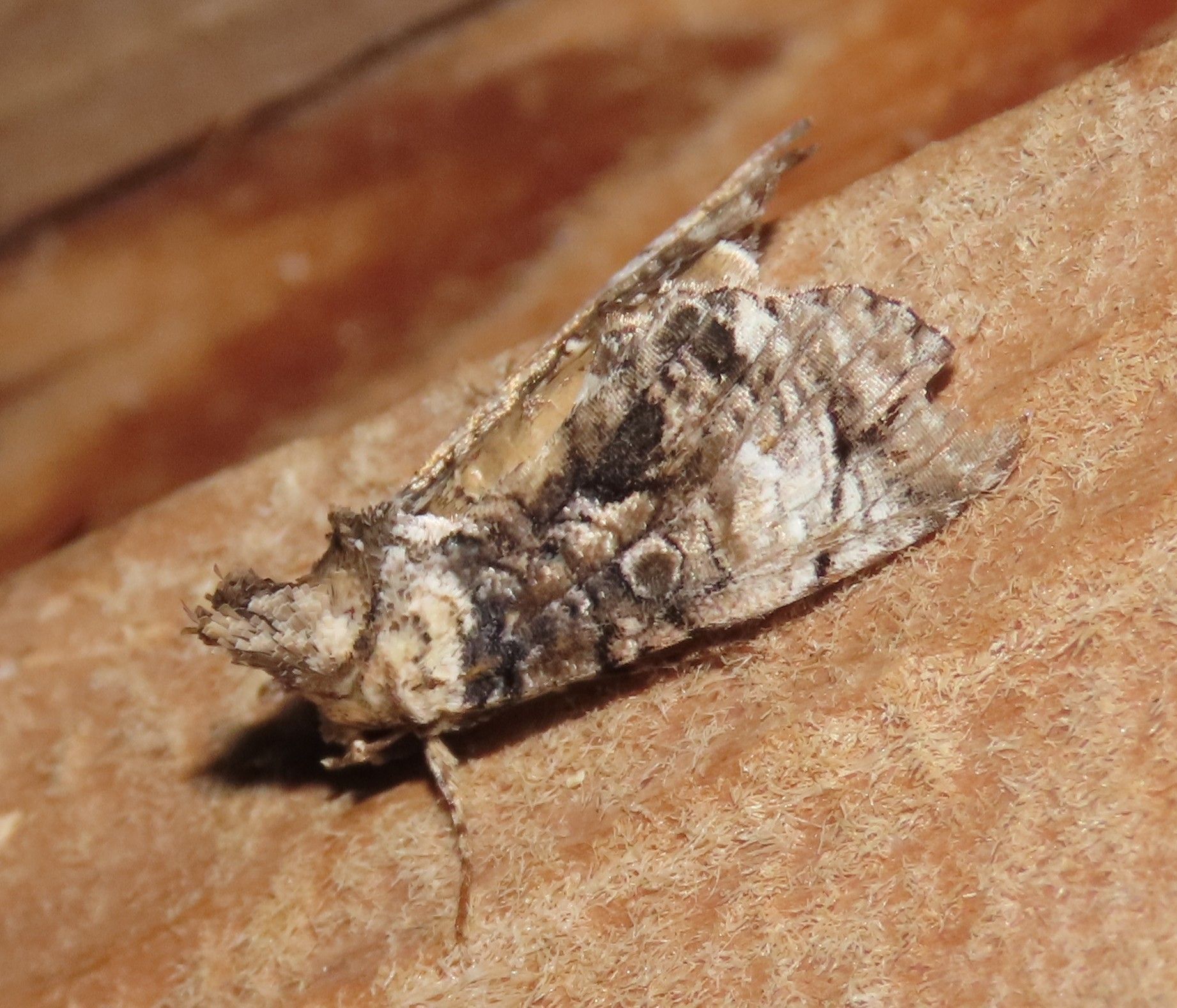 A moth is sitting on a piece of cardboard