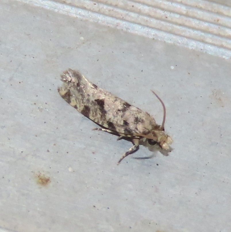 Micromoths