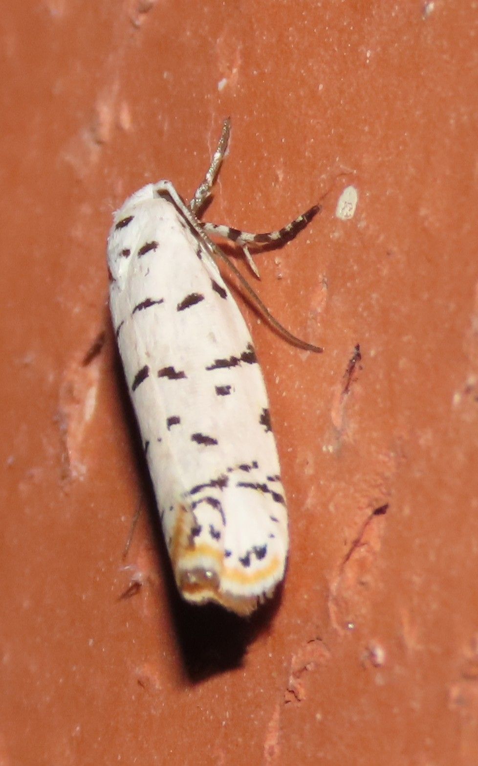 A white moth with black spots is sitting on a brown surface