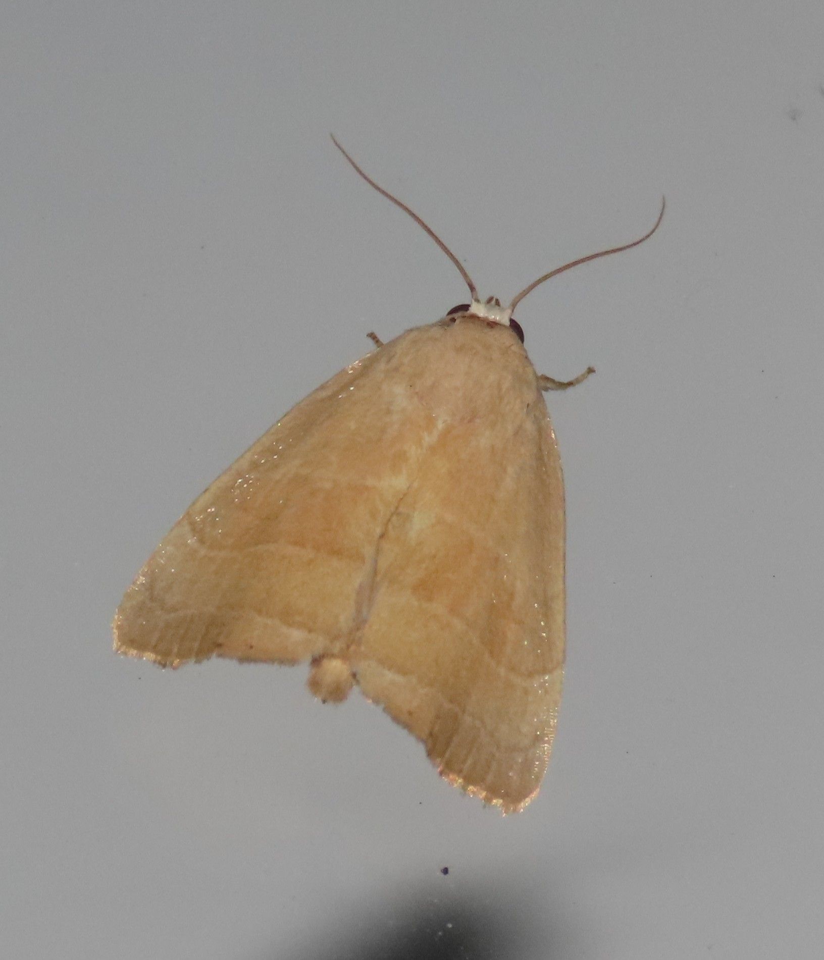 A close up of a moth on a white surface