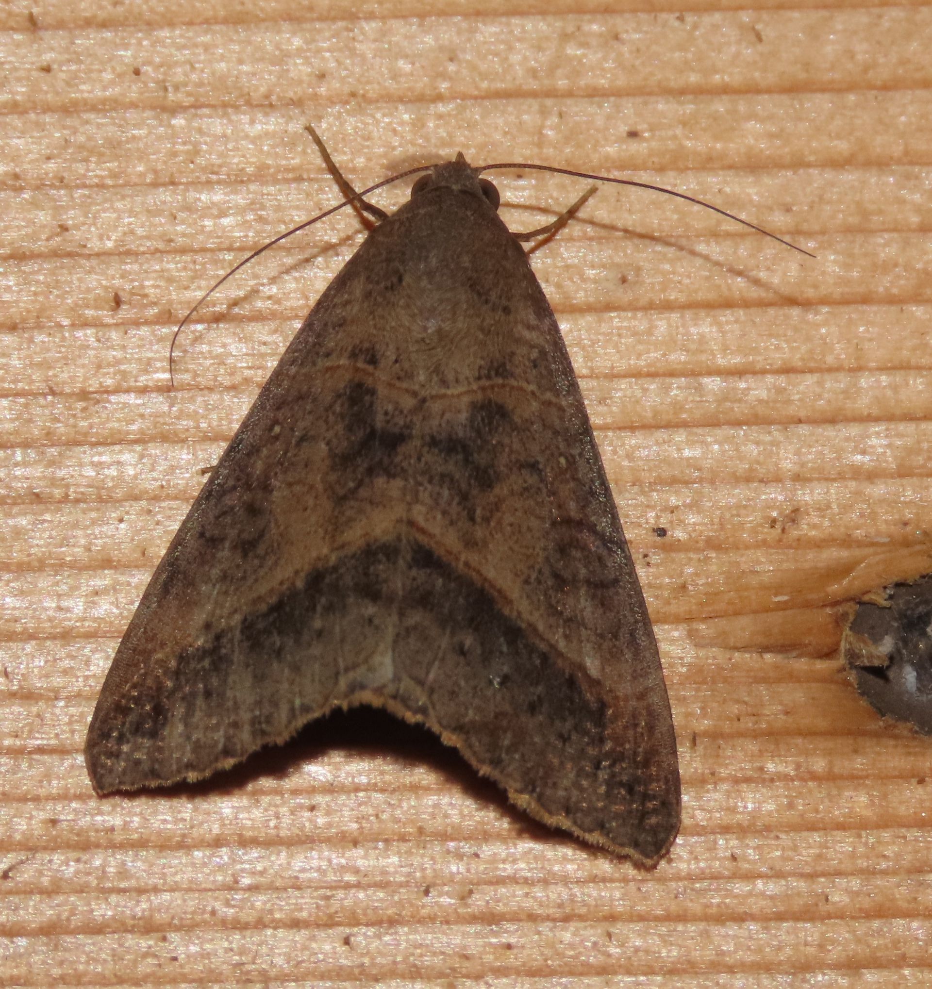 A moth is sitting on a piece of wood