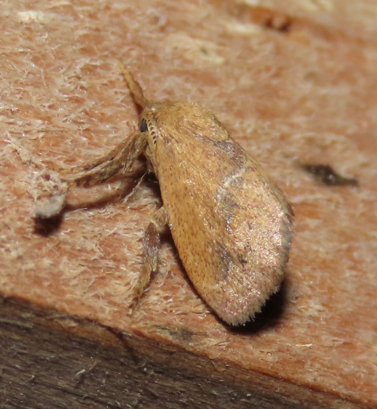 A moth is sitting on a piece of wood.