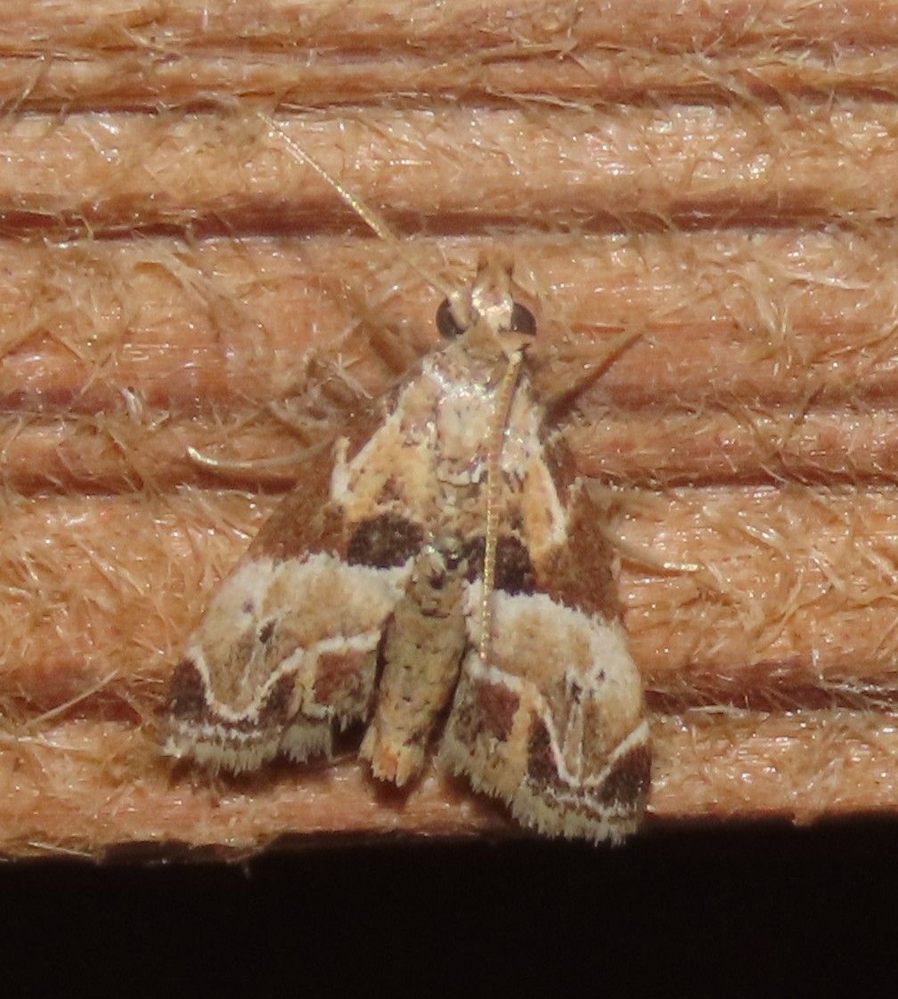 A moth is sitting on a piece of wood.
