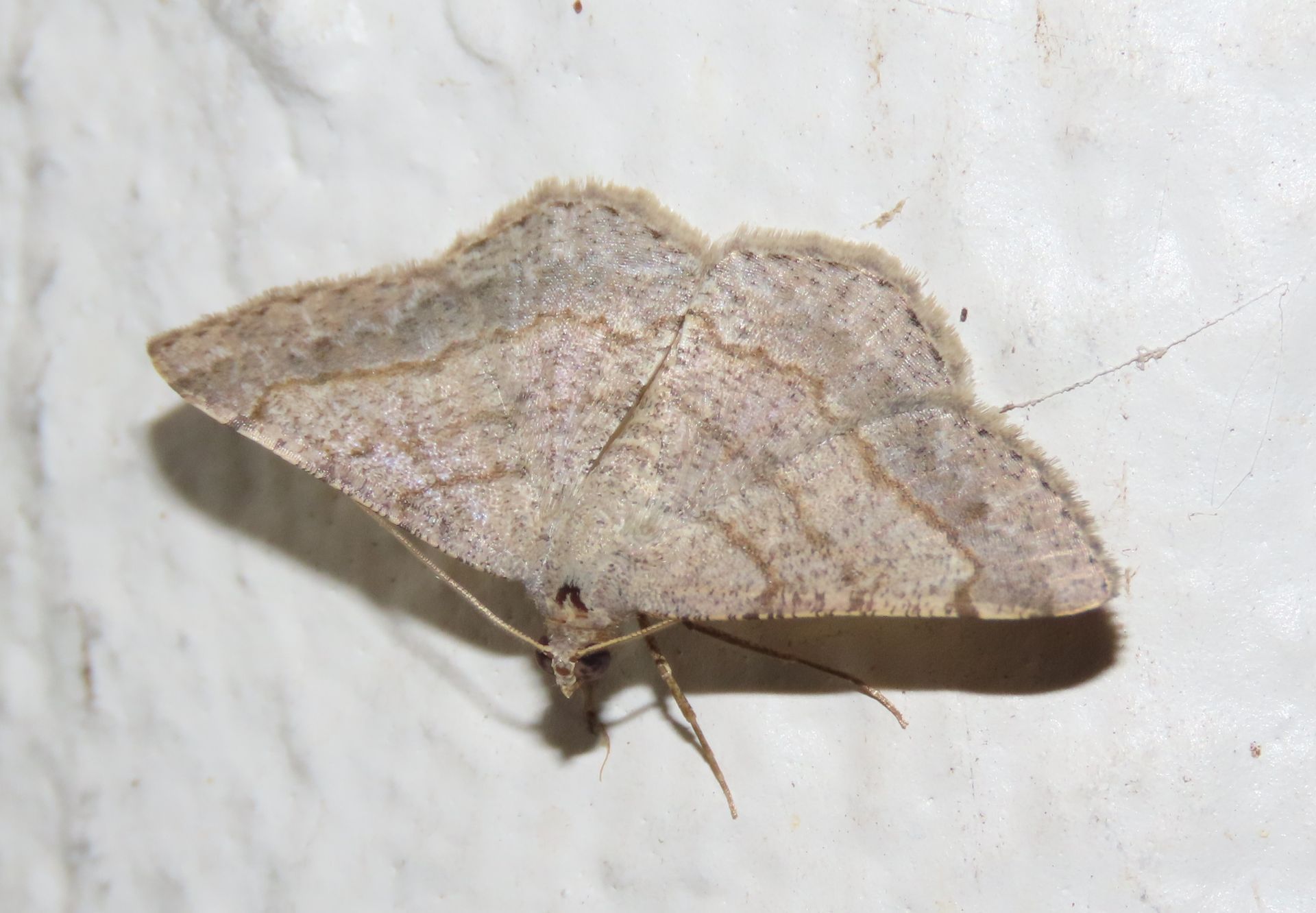 A moth is sitting on a white wall.