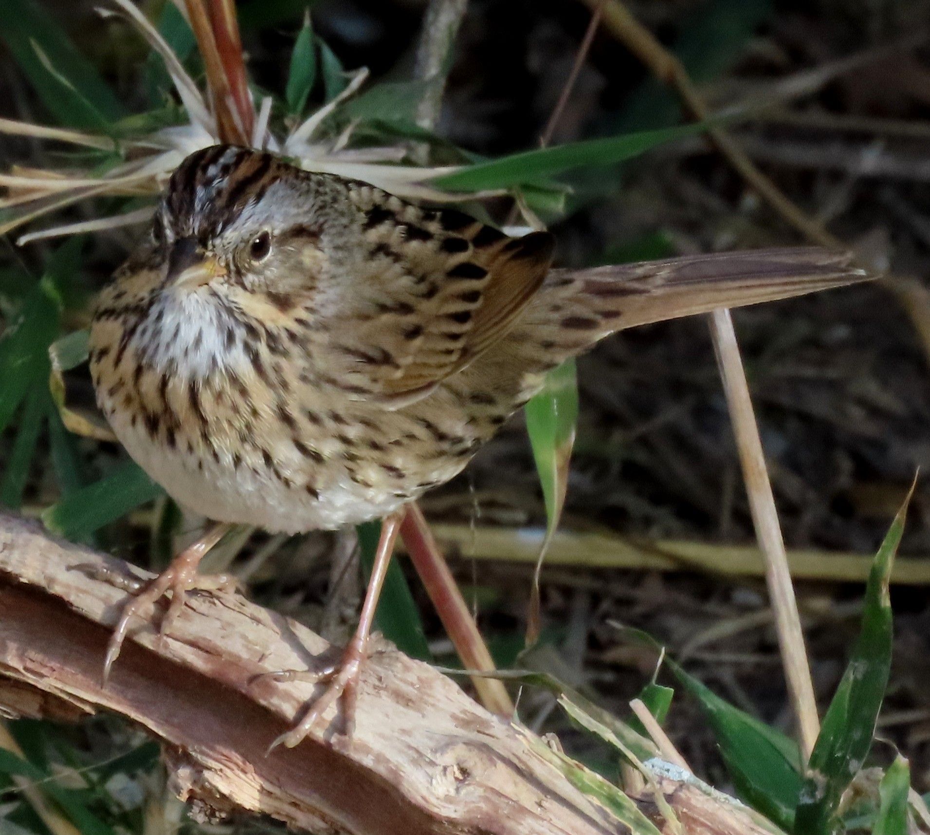 A small bird perched on a branch in the grass
