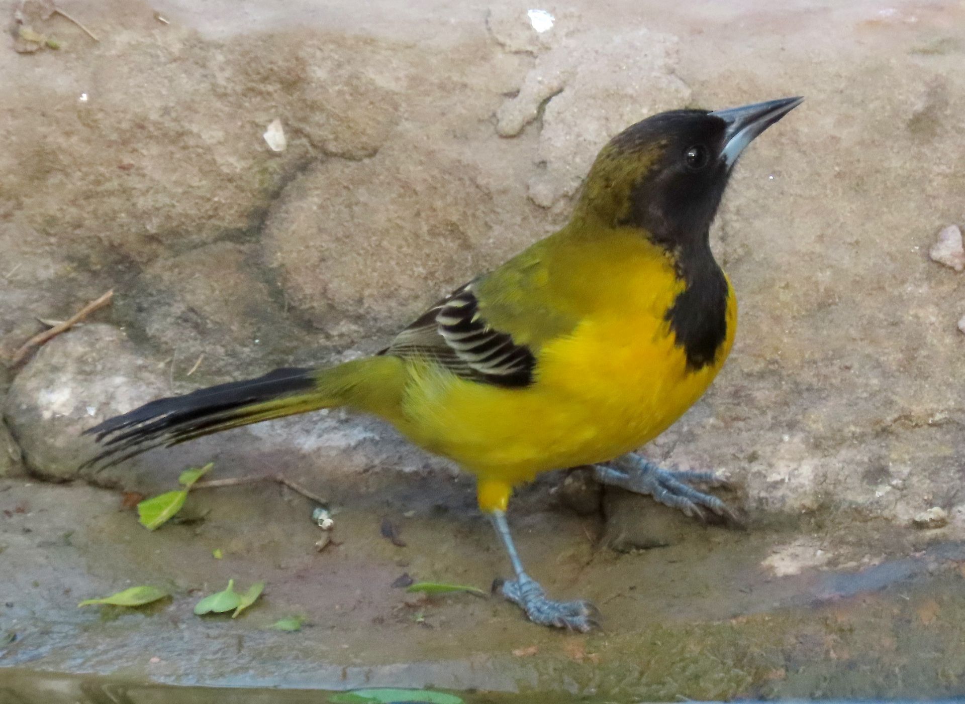 A small yellow and black bird standing on a rock