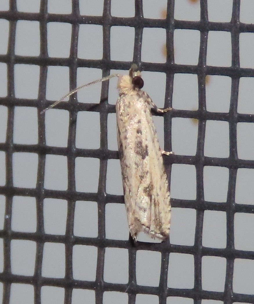 A moth is sitting on a black mesh screen