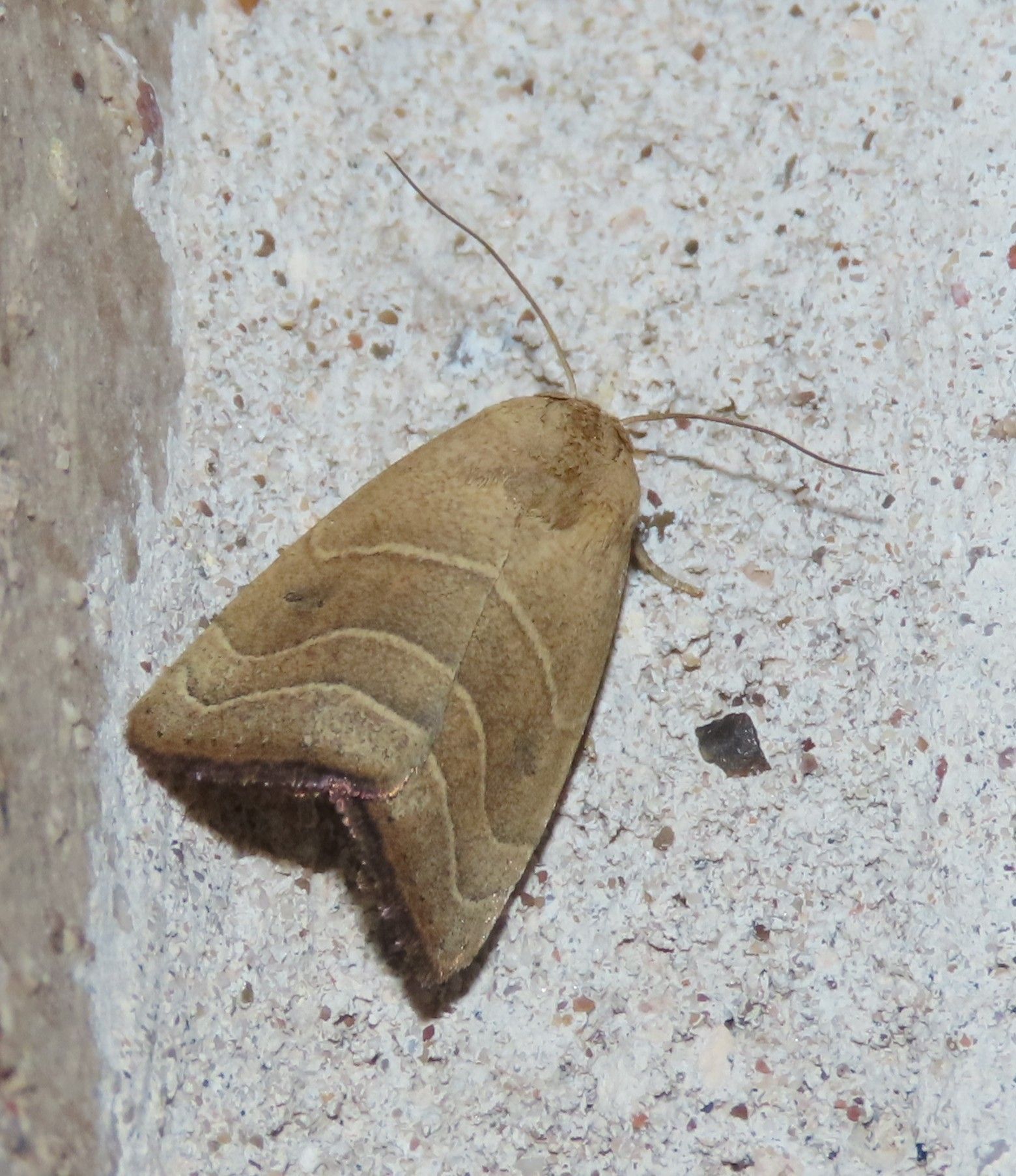 A brown moth is sitting on a white surface
