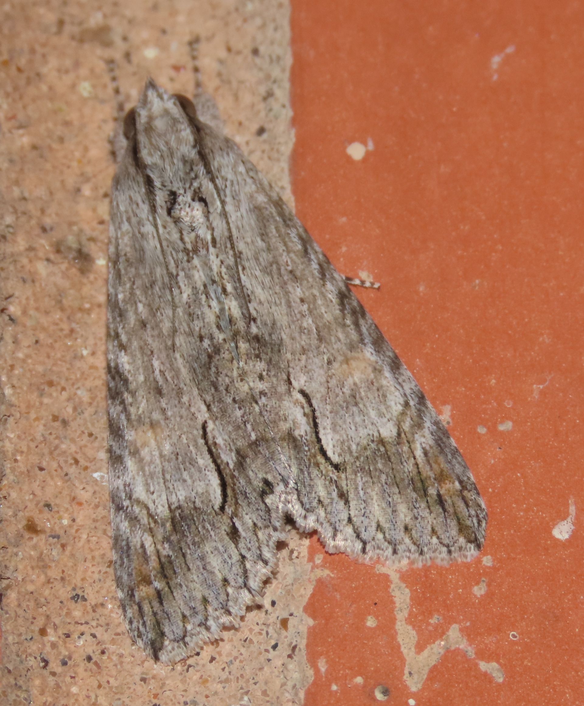 A moth is sitting on a brick wall.
