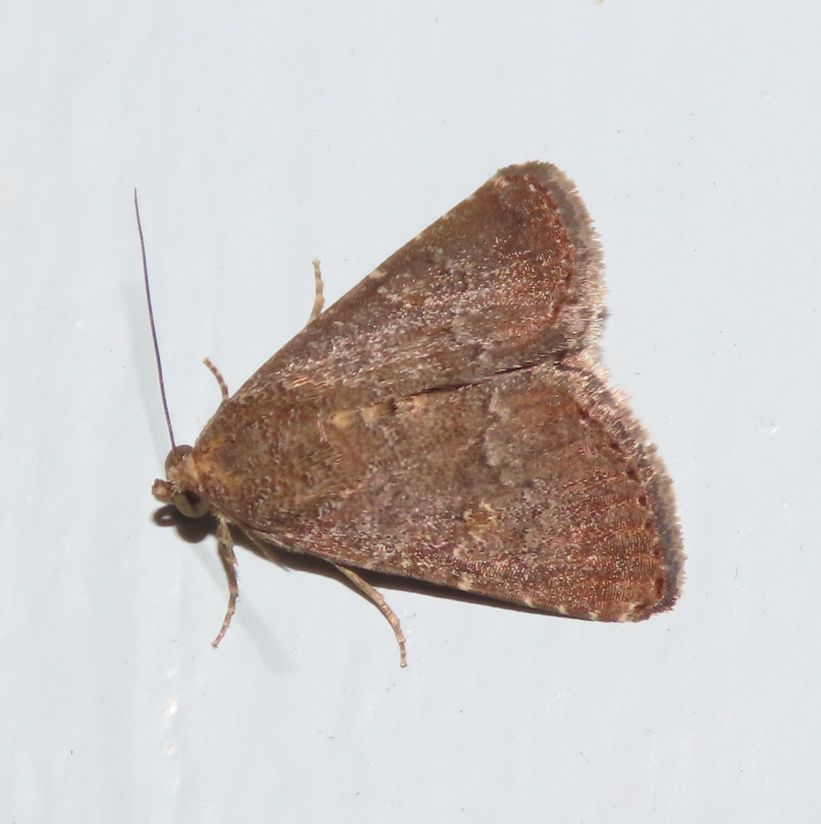 A brown moth is sitting on a white surface