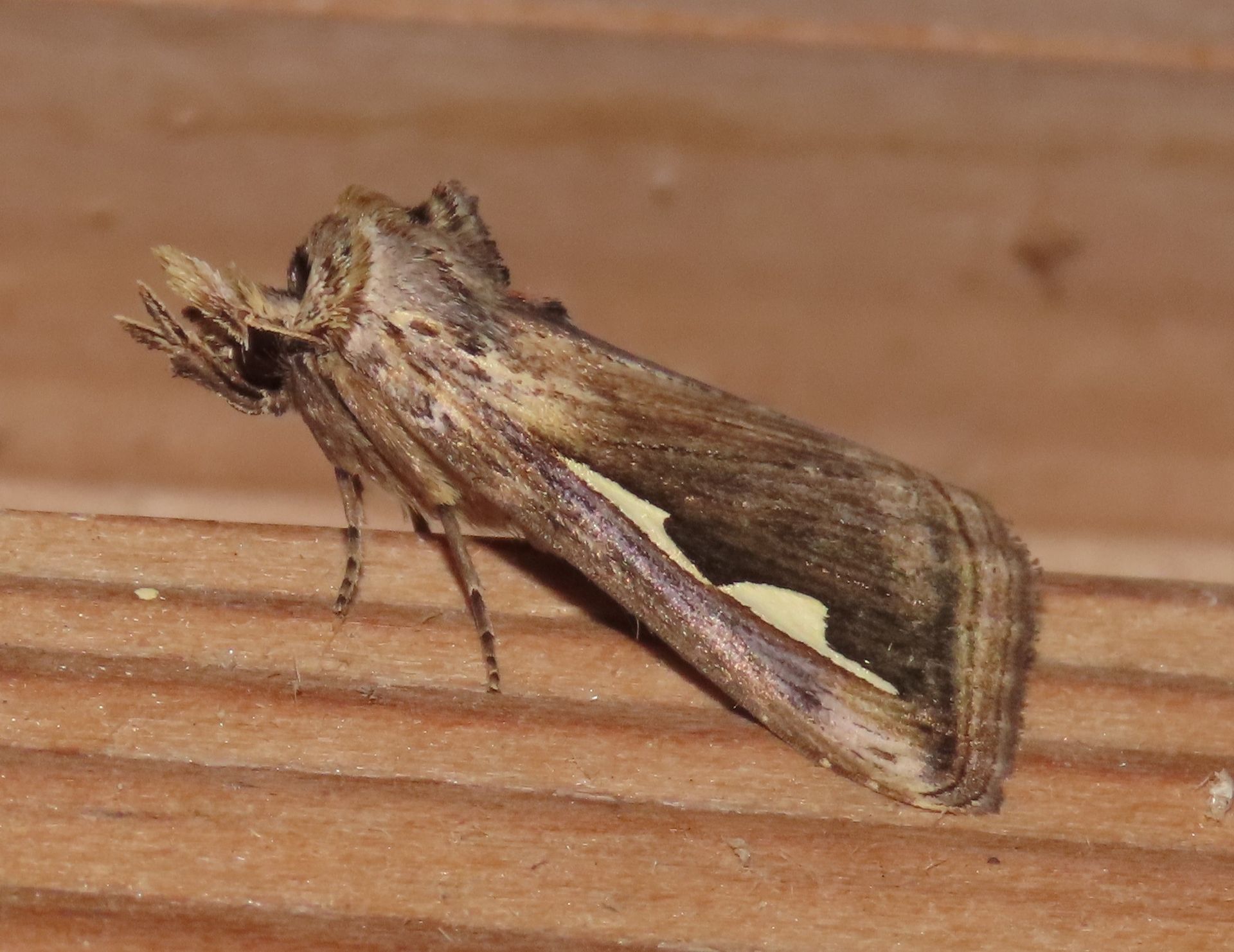 A close up of a moth on a wooden surface