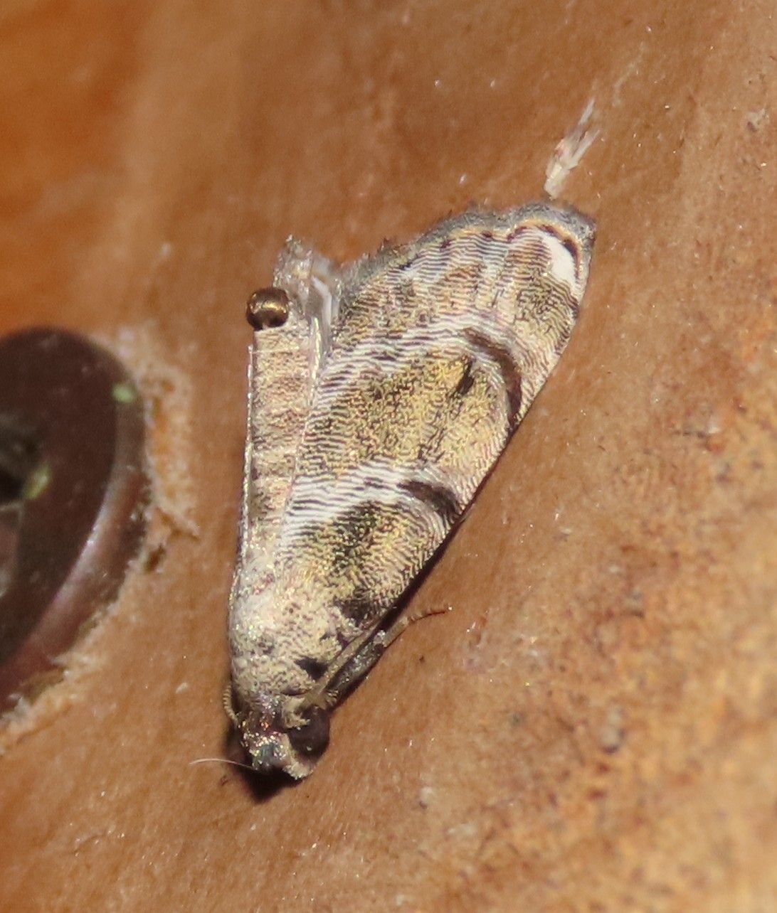 A moth is sitting on a piece of wood next to a button.