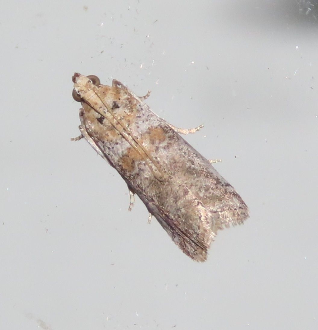 A moth is sitting on a white surface.