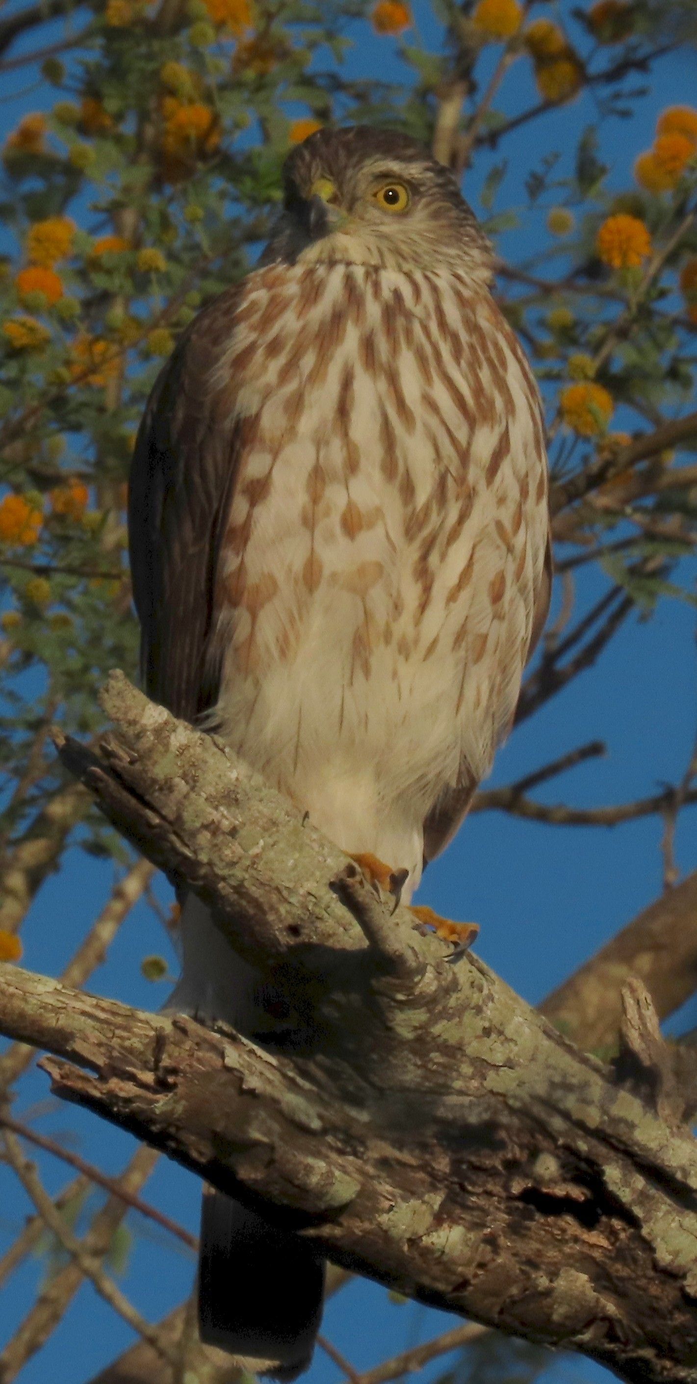 A bird is perched on a tree branch.