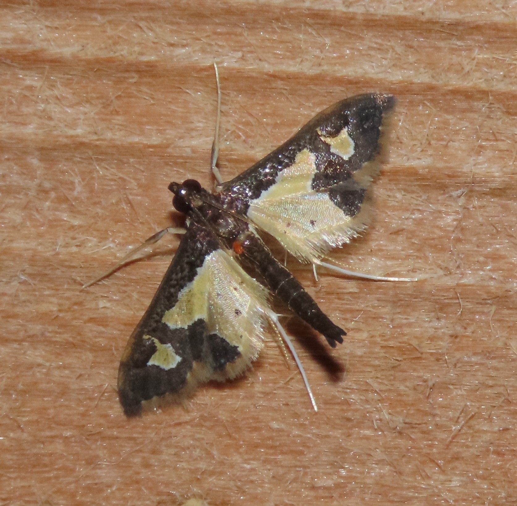 A black and yellow moth is sitting on a wooden surface