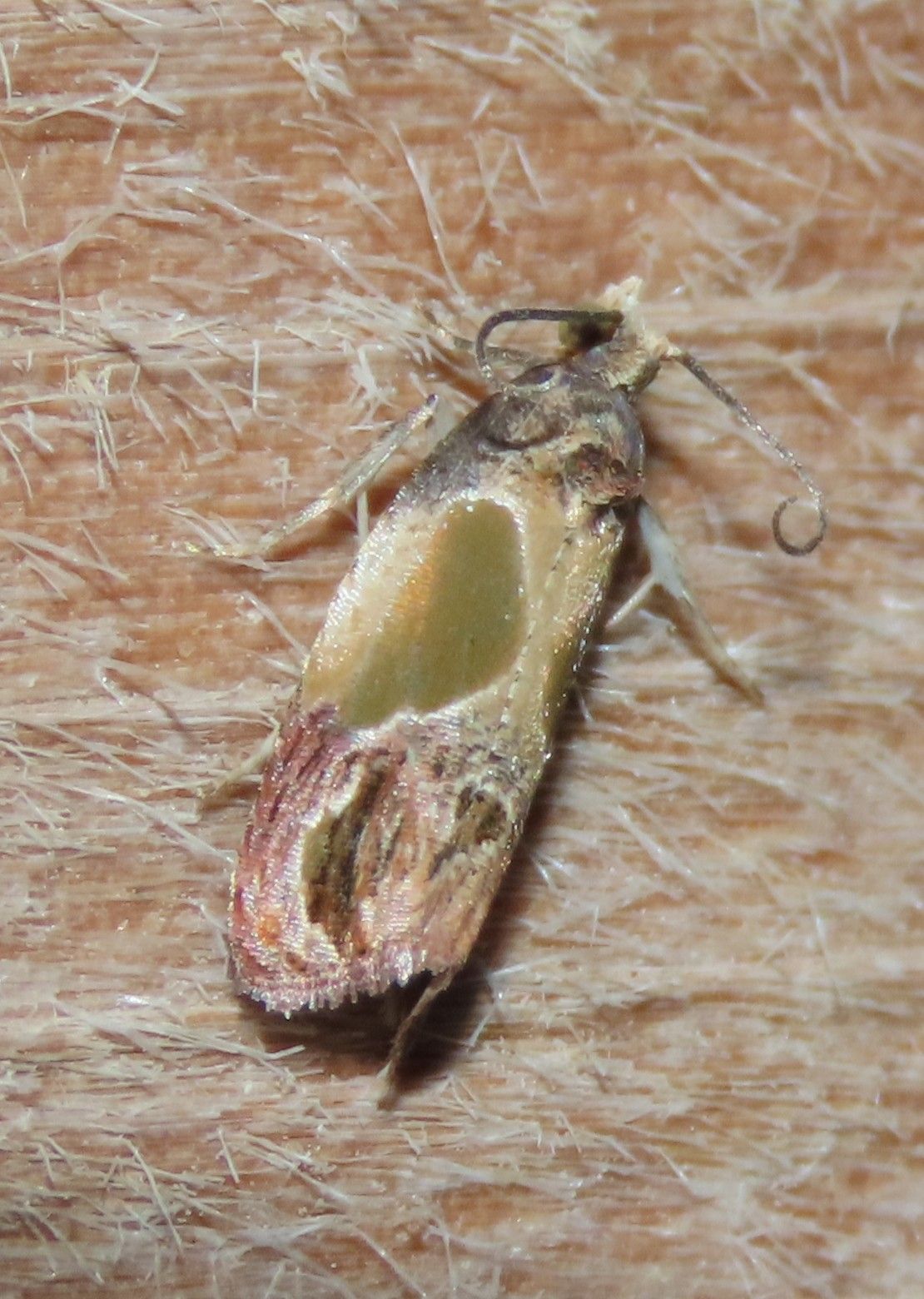 A moth is sitting on a piece of wood.