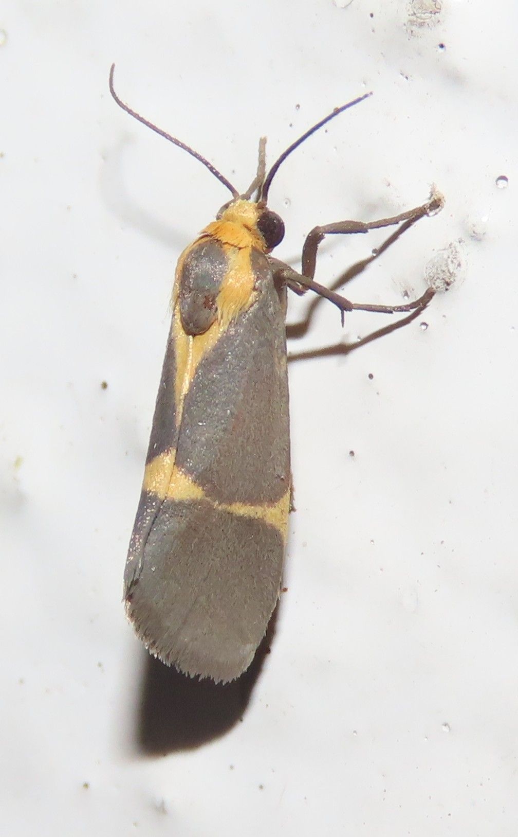 Less Common Moths - Owlets