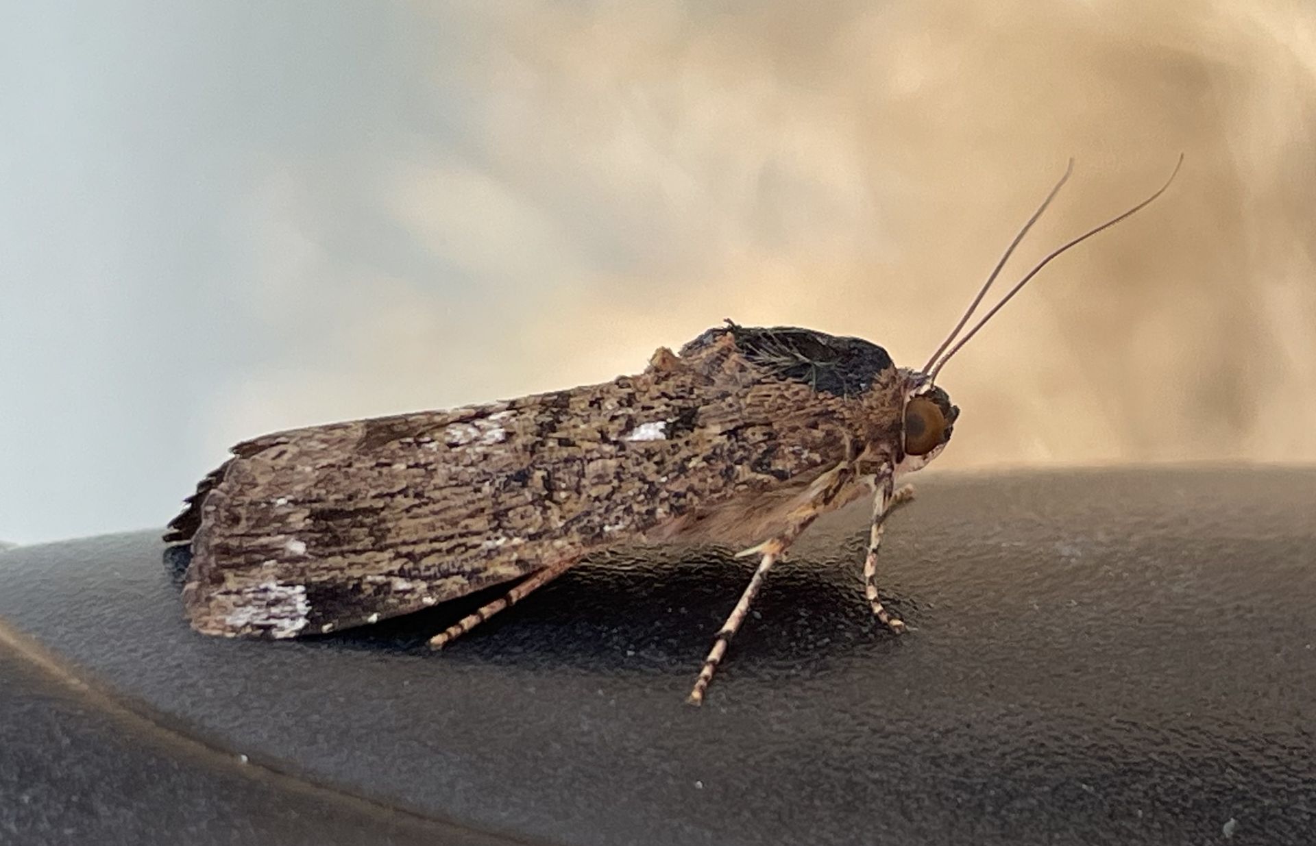 A close up of a moth sitting on a black surface.