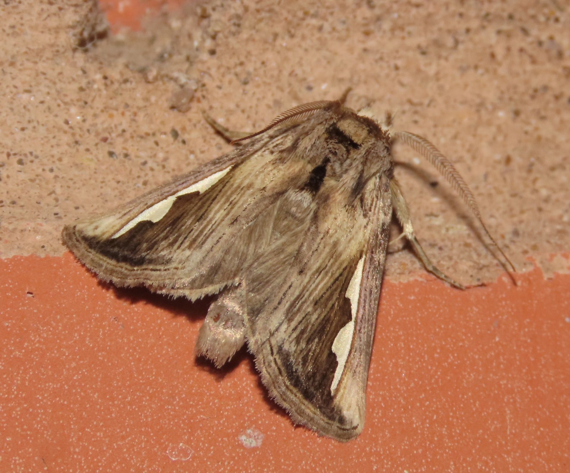 A moth is sitting on a brick wall.