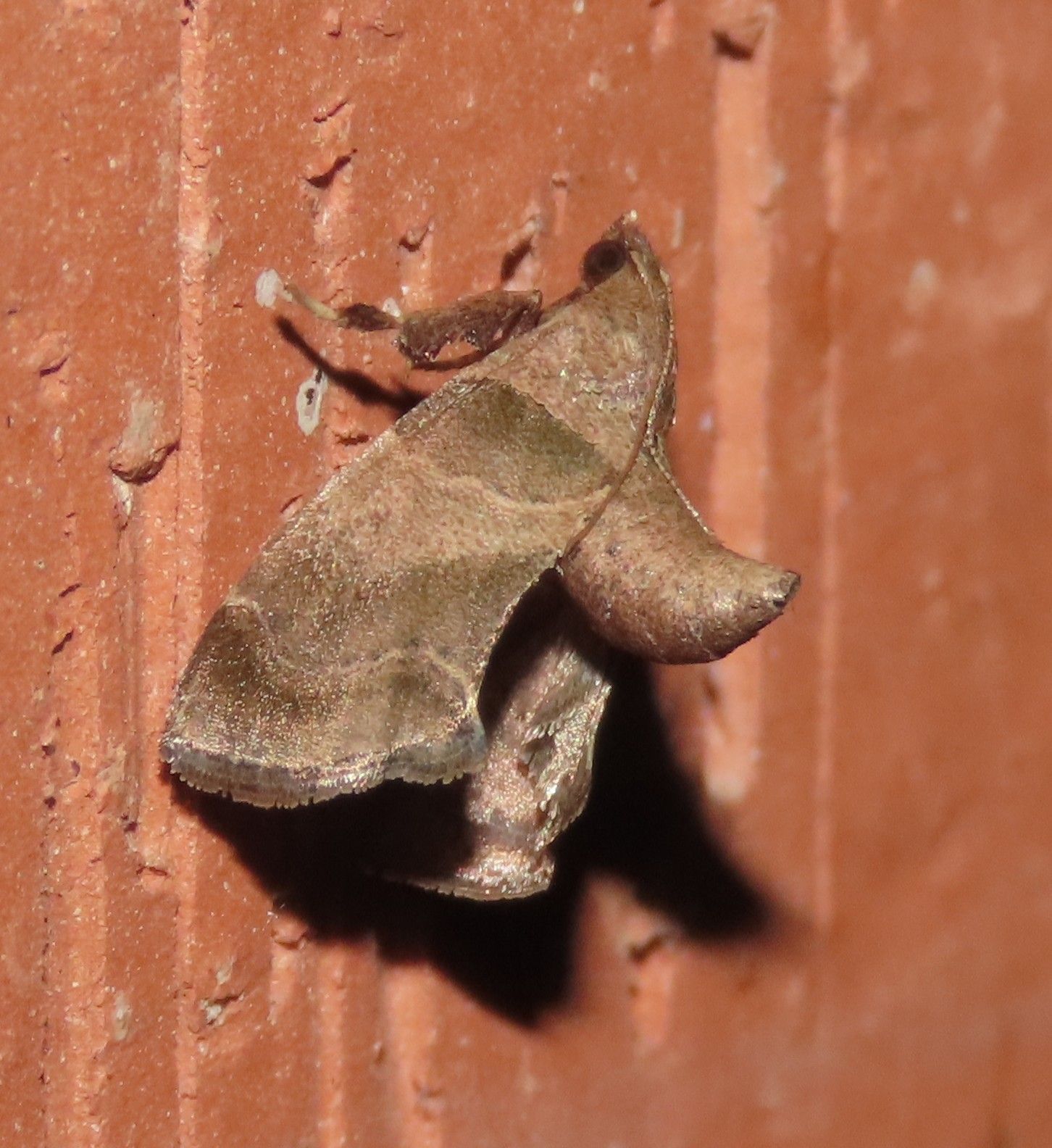 A brown moth is sitting on a brick wall