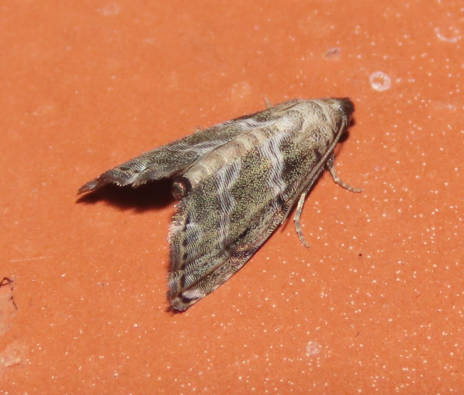 A close up of a moth on a red surface