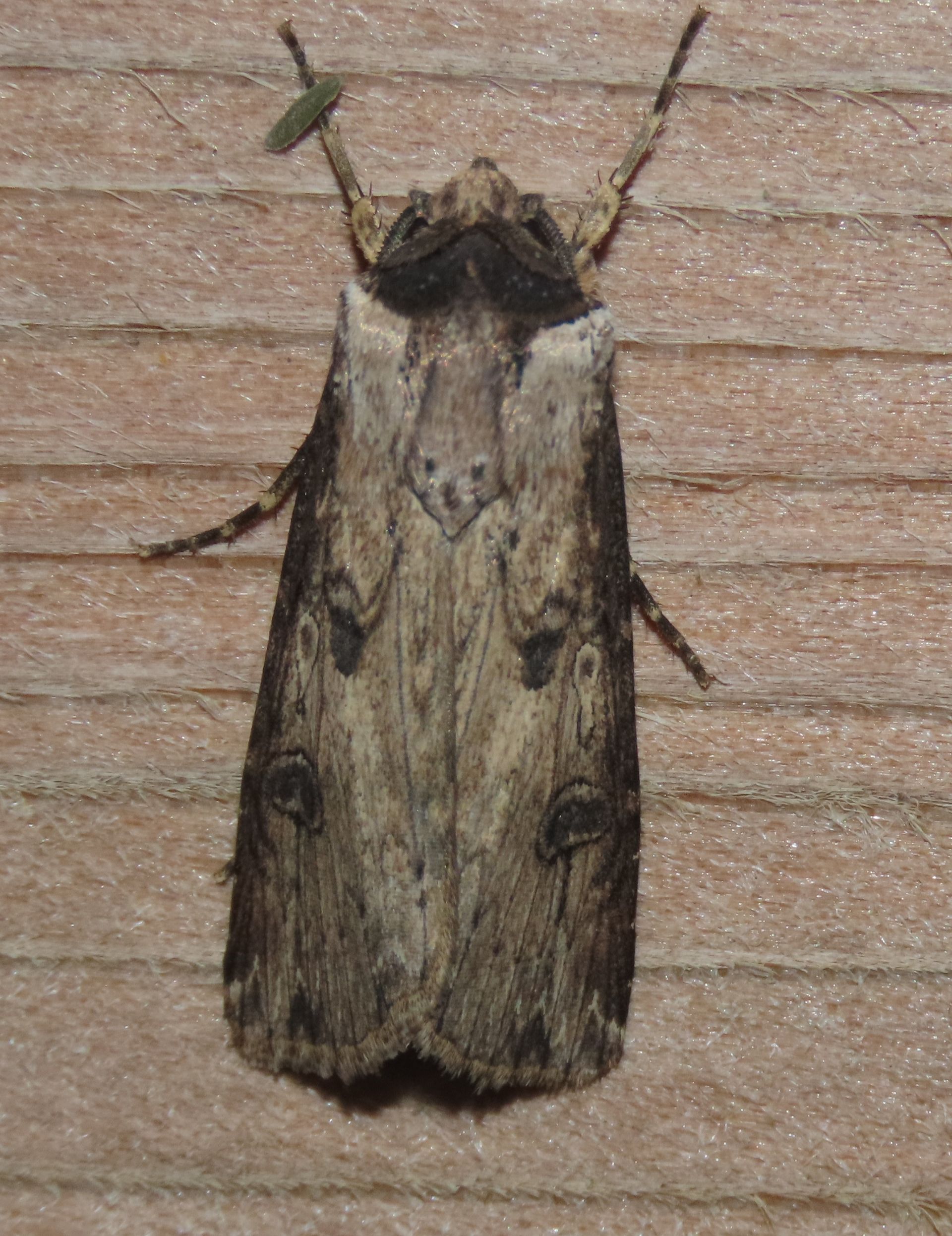 A moth is sitting on a piece of wood.