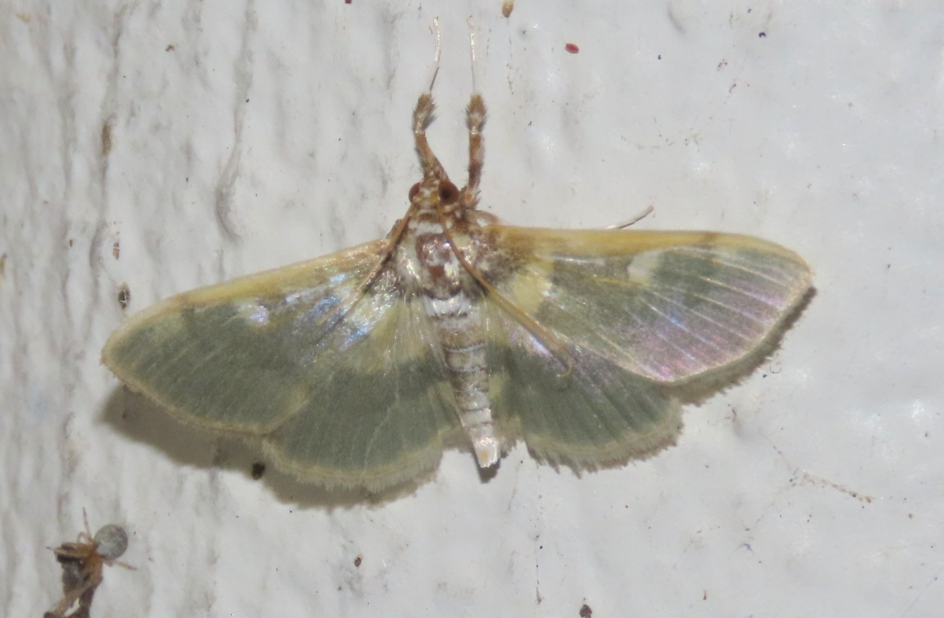 A moth is sitting on a white surface.