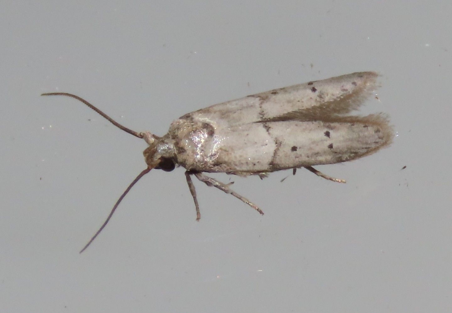 A small moth is sitting on a white surface.
