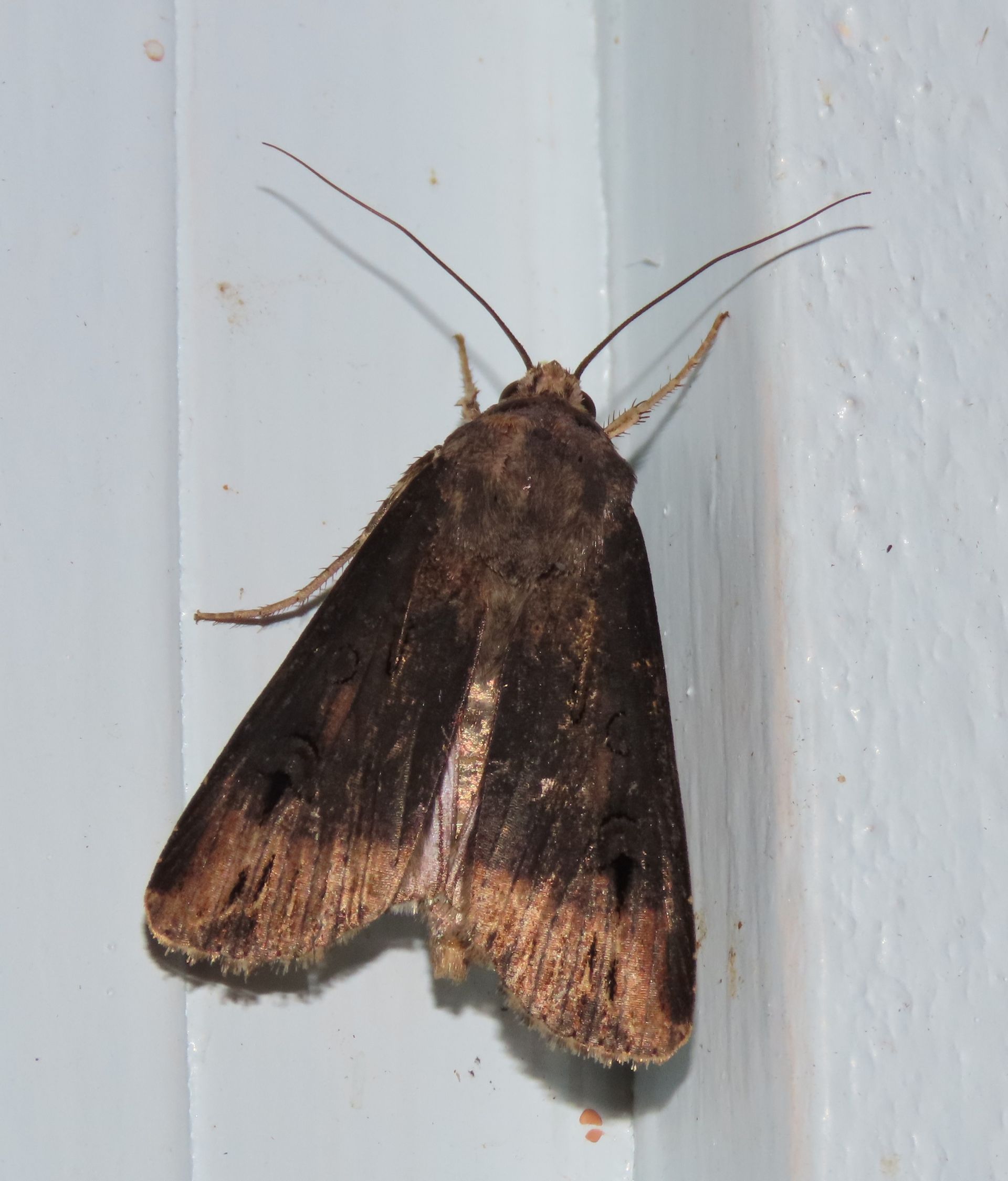 A brown moth is sitting on a white wall