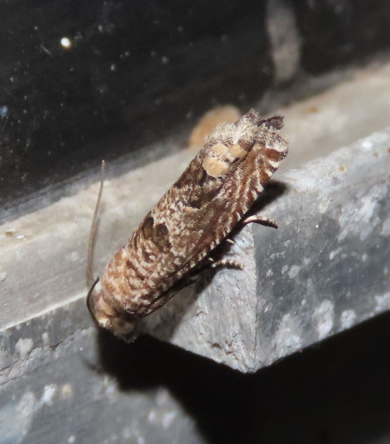 A close up of a moth on a metal surface