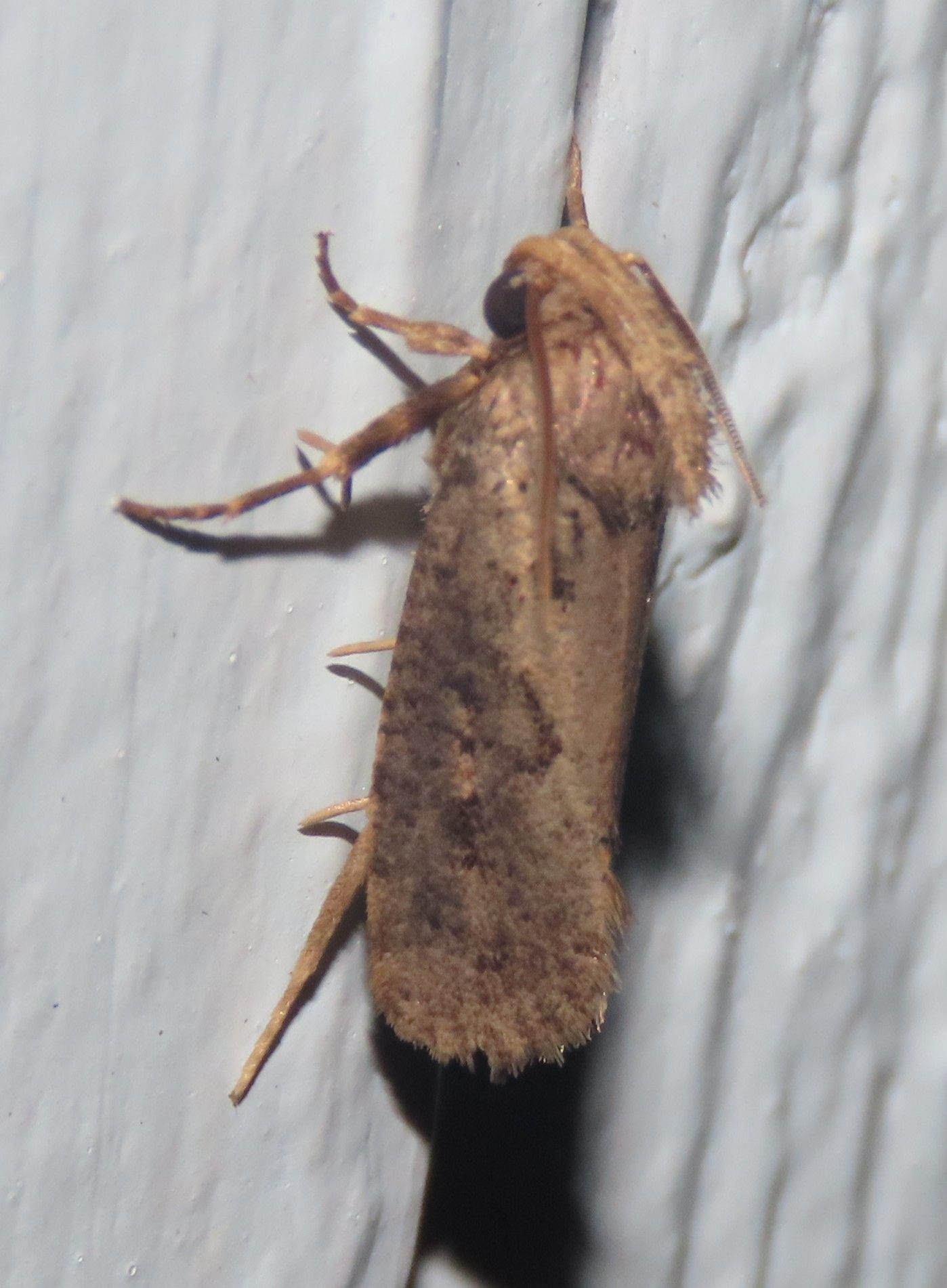 A brown moth is sitting on a white surface