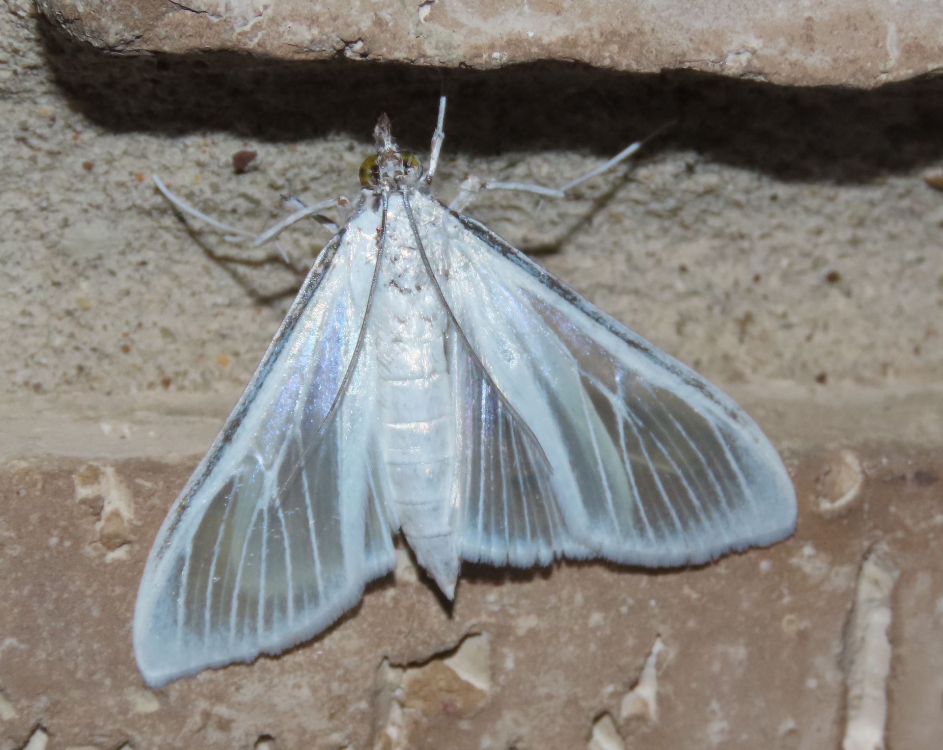 A white moth is sitting on a brick wall.