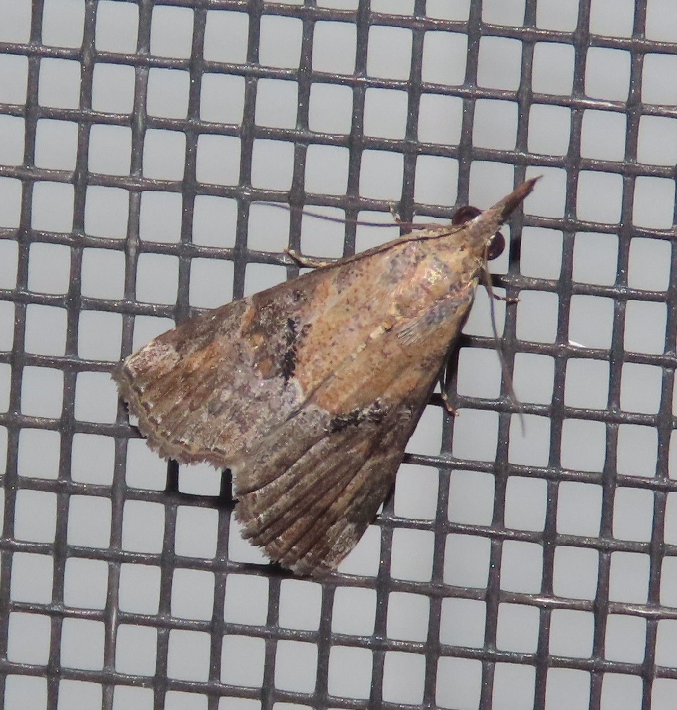 A moth is sitting on a screen door