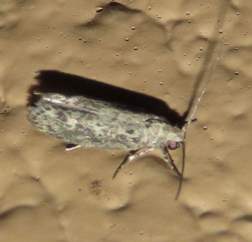 LRGV Specialty Moths