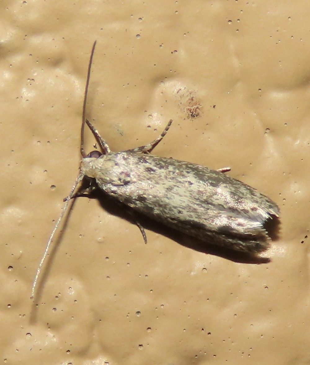LRGV Specialty Moths