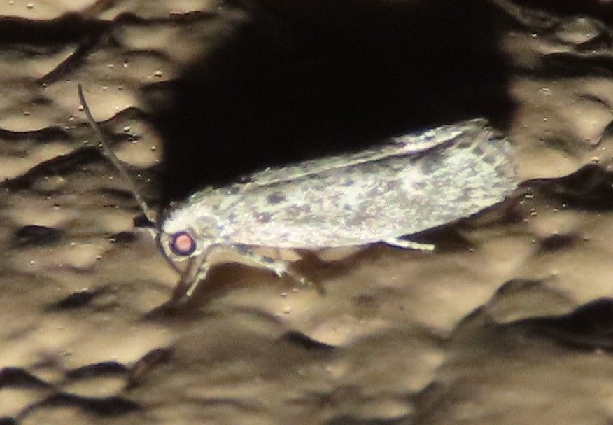 LRGV Specialty Moths