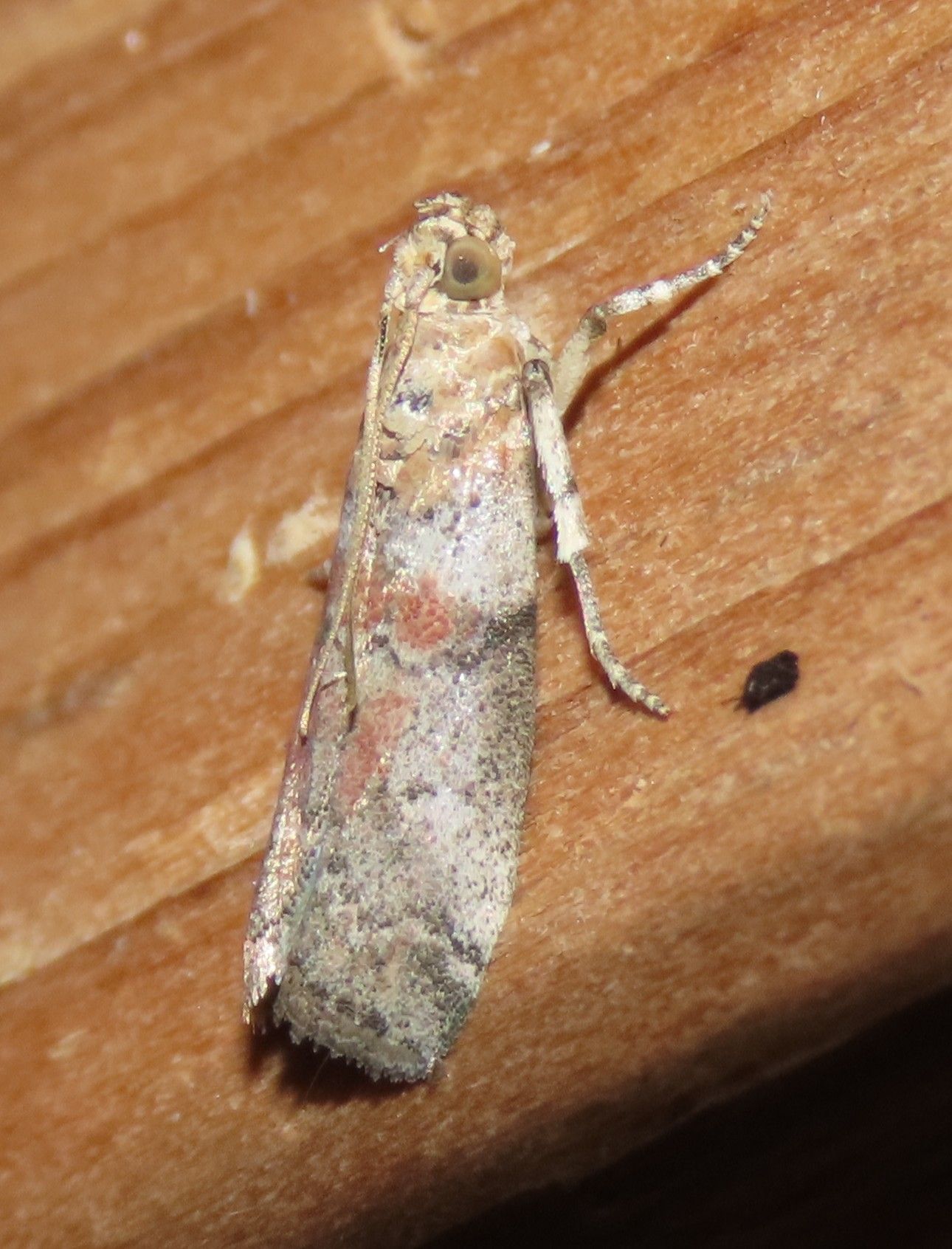A moth is sitting on a piece of wood.
