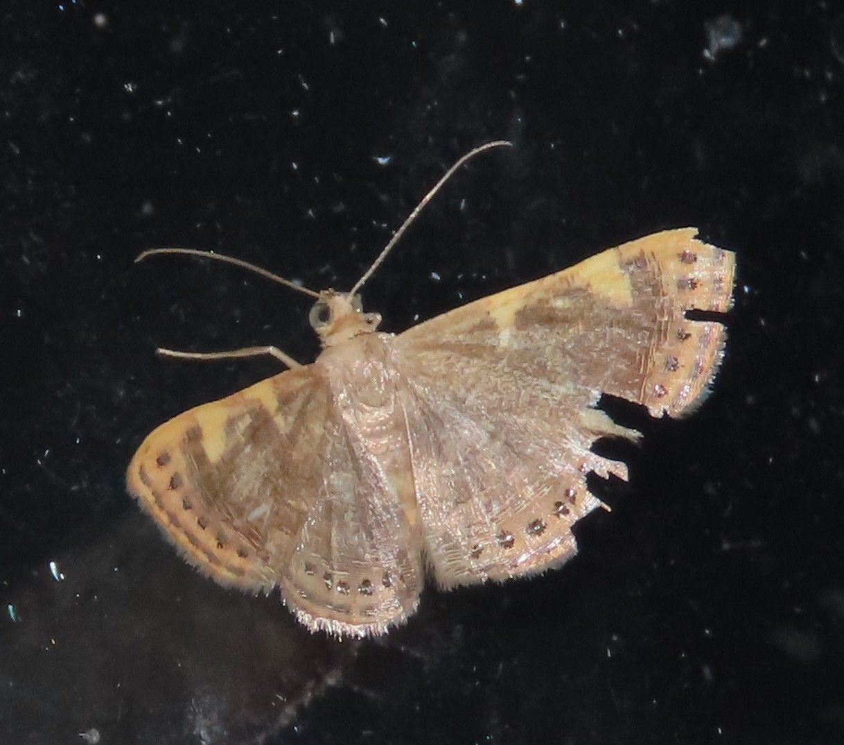 A close up of a moth on a black surface